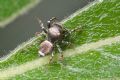 Heliophanus tribulosus
